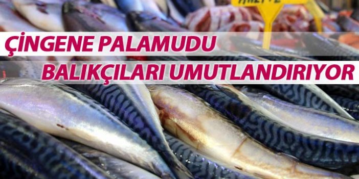 Çingene palamudu balıkçıları umutlandırıyor