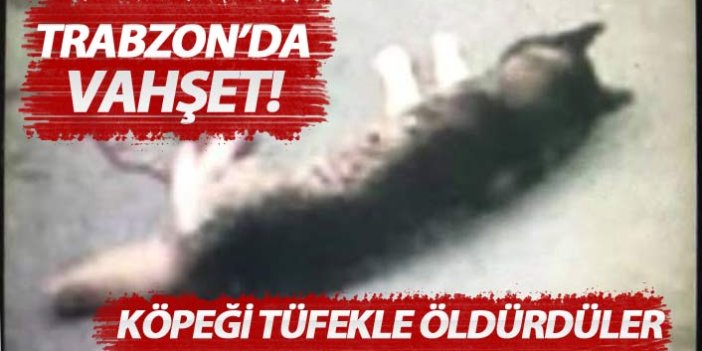 Trabzon'da hayvan katliamı! Sokak köpeğini tüfekle vurdular