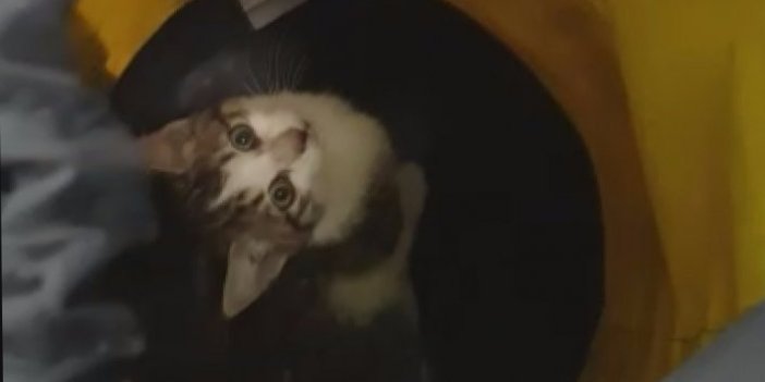 3 gündür kuyuda mahsur kalan kediyi AFAD kurtardı