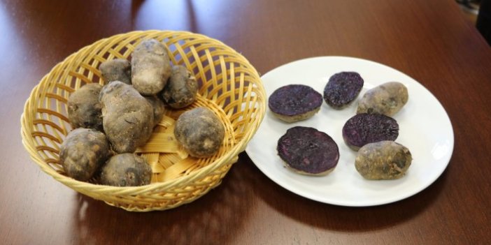 Türkiye'de ilk kez mor patates üretildi