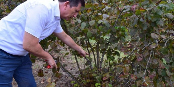 Düzce'de fındık hasat tarihleri açıklandı 