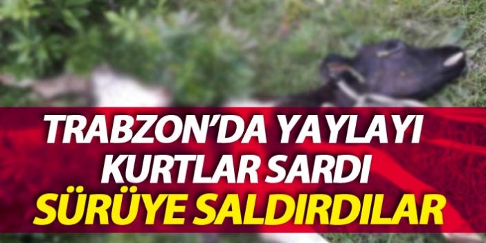 Trabzon'da yaylayı kurtlar sardı, sürüye saldırdılar