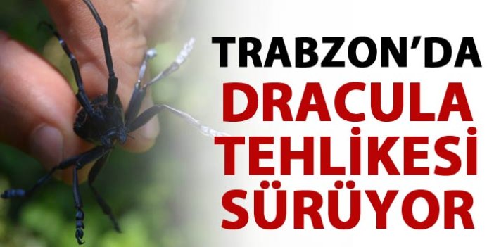 Trabzon'da Dracula tehlikesi sürüyor