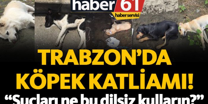 Trabzon'da köpek katliamı! Köpekleri zehirlediler...