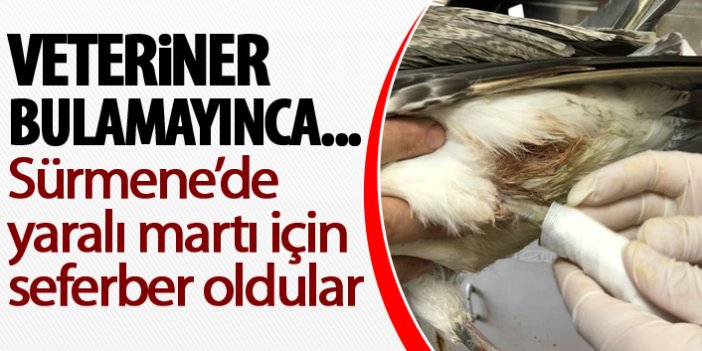 Trabzon'da yaralı bulunan martıyı onlar iyileştirdi