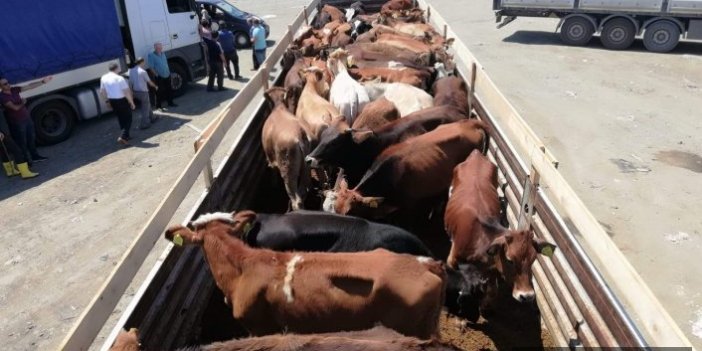 Trabzon'da genç çiftçilere sığırları teslim edildi