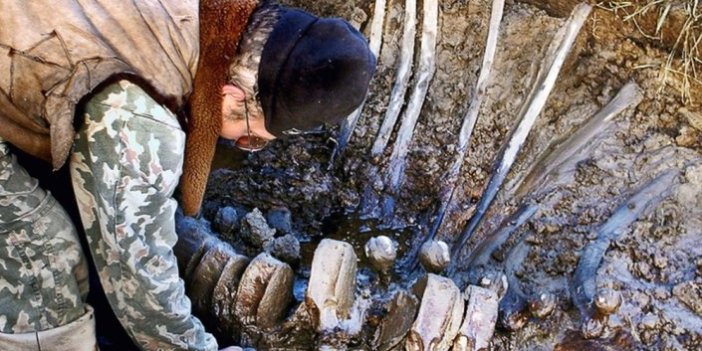 Rusya'da mamut fosili bulundu