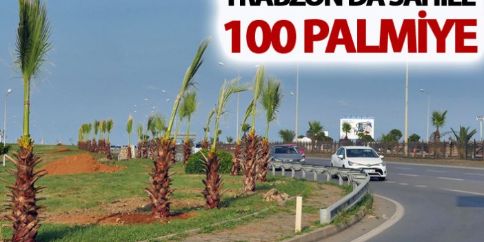 Trabzon'da sahile 100 palmiye