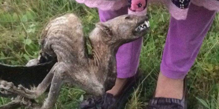 Köylüleri korkutan hayvan ölüsü 'sansar' çıktı