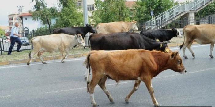 Samsun'da inekler yola çıktı