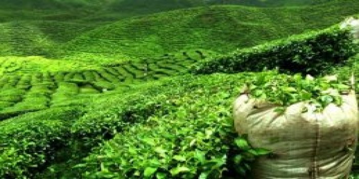 Çay ihracatı artmaya devam ediyor