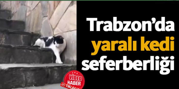 Trabzon'da yaralı kedi için seferber oldular