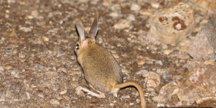 Gümüşhane’de Arap tavşanı görüntülendi