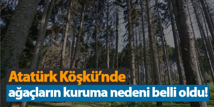 Atatürk Köşkü'nde bulunan ağaçların kuruma nedeni belli oldu!