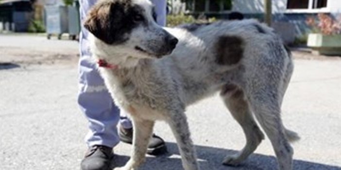 Kuyuya düşen köpek 3 gün sonra kurtarıldı