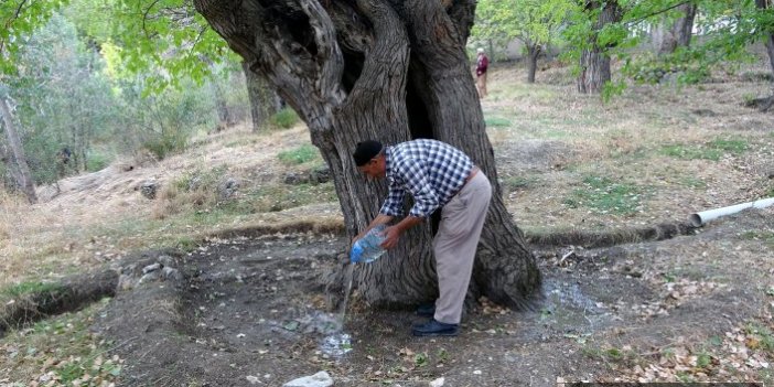 300 yıllık dut ağacı kurumaya başladı