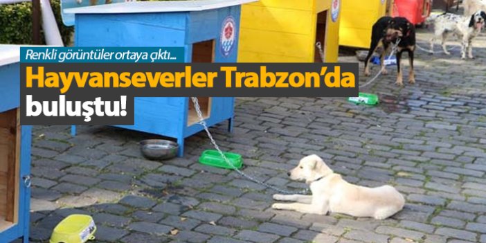 Hayvanseverler Trabzon’da buluştu