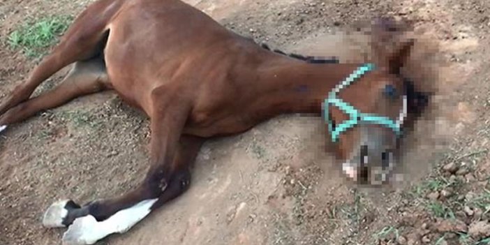 Şanlıurfa'da yarış atlarının ölümleri şüphelendirdi