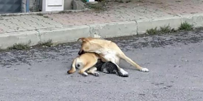 Köpek ile yavru bir kedinin dostluğu görenleri hayrete düşürdü