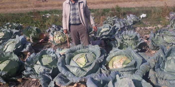 Yozgat'ın organik dev lahanaları