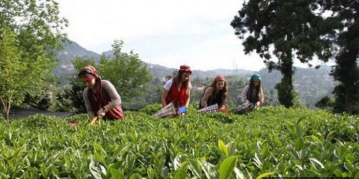 Çay üreticisine 333 milyon liralık ödeme