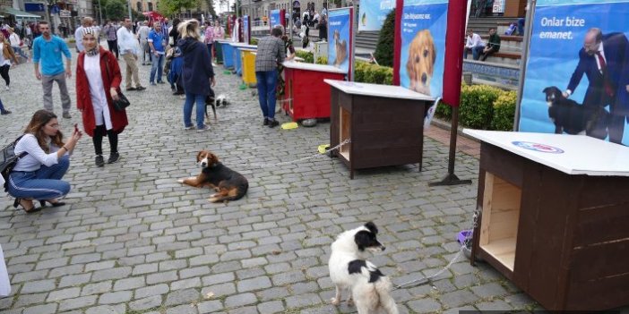 Trabzon'da 355 köpek sahiplendirildi