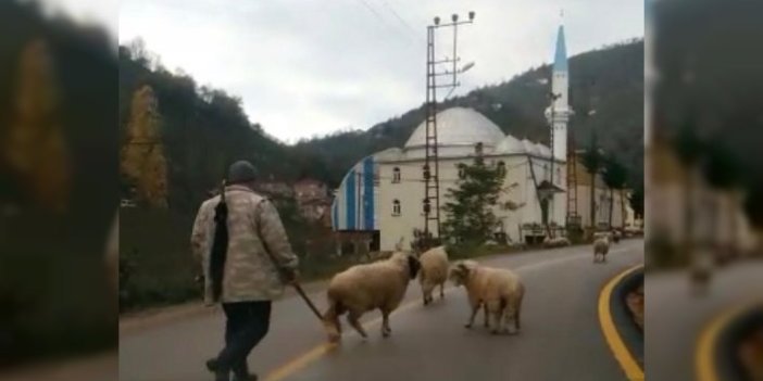 Koyunların boynuzlu aile kavgası kameralarda 
