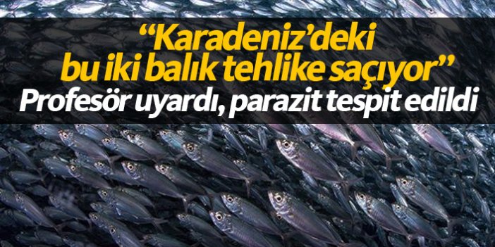 Karadeniz'deki iki balık türünde parazit bulundu