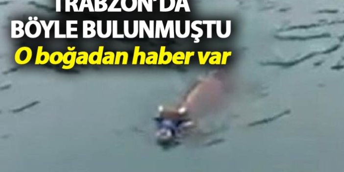 Trabzon'da denizde yakalanan boğadan haber var