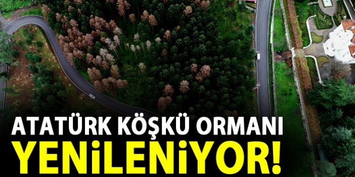 Atatürk Köşkü'nde kuru ağaçlar temizleniyor