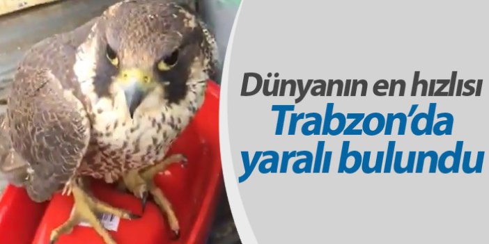 Dünyanın en hızlı kuşu Trabzon'da yaralı bulundu