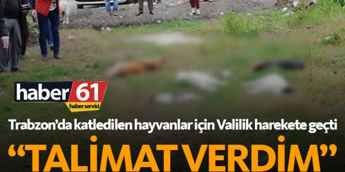 Katledilen hayvanlar için Trabzon Valiliği de harekete geçti!