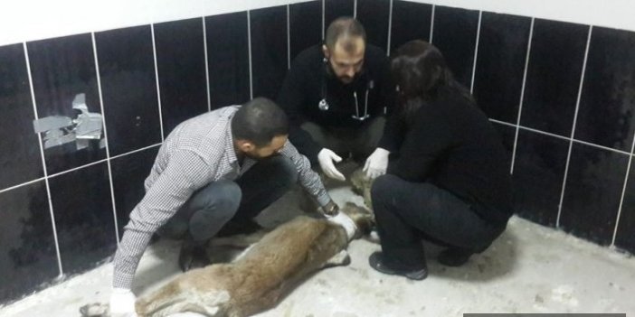 Yaban keçisi ve köpek tedavi altına alındı