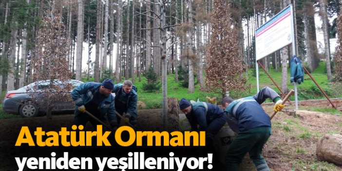 Atatürk Köşkü Ormanı yeşilleniyor