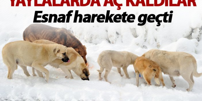 Trabzon'da iki esnaf köpekler için harekete geçti