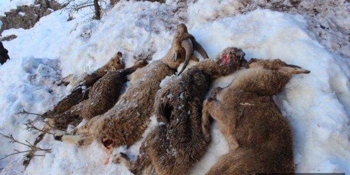 Keçiler soğuktan donarak öldü