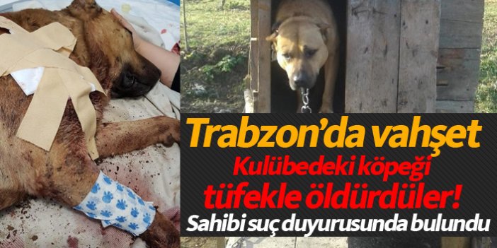 Trabzon'da katledilen köpek için suç duyurusu