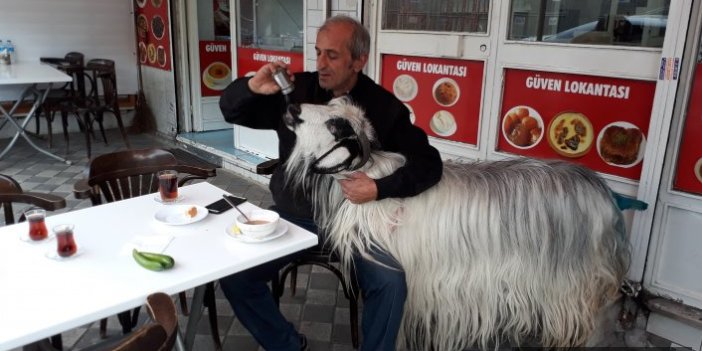 İstanbul'da fıkra gibi olay! Sahibiyle lokantada yemek yiyen keçiye köpek saldırdı 