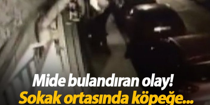 İstanbul'da sokak ortasında köpeğe tecavüz!