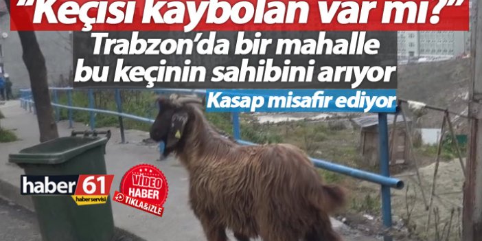 Trabzon'da bu mahalle kayıp keçinin sahibini arıyor