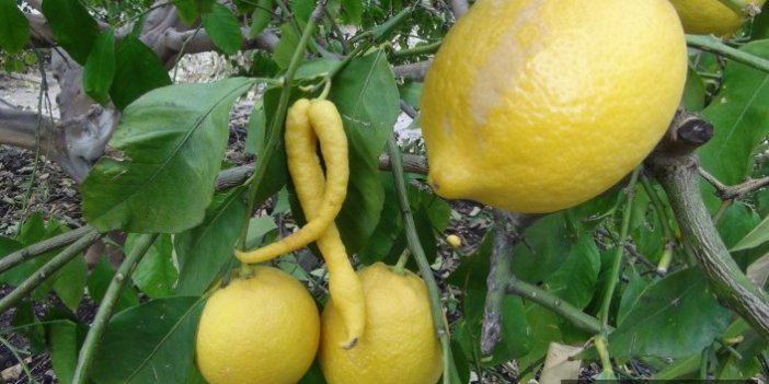  Biber görünümlü limon