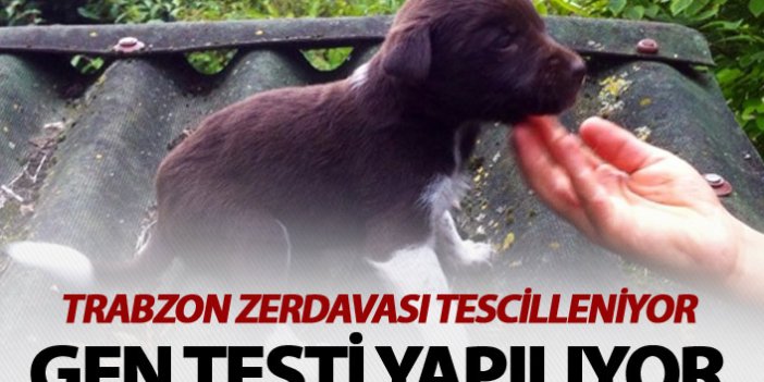 Trabzon Zerdavası için gen testi yapılıyor