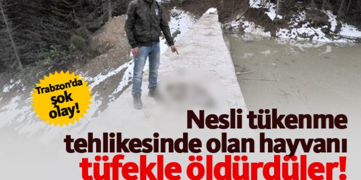 Trabzon'da nesli tükenme tehlikesindeki vaşak öldürüldü!