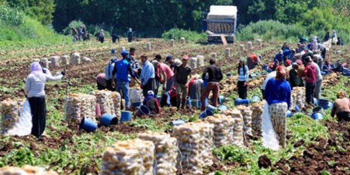 Tarım işçilerin ücreti arttı