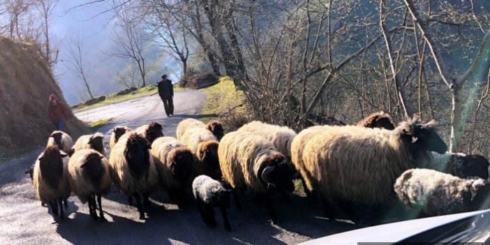 Koyunların yayla göçü başladı