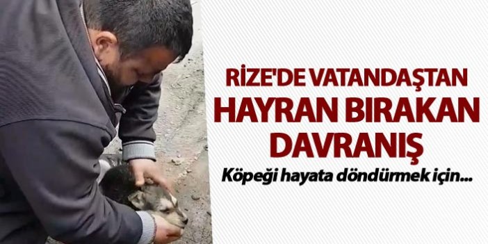 Rize'de vatandaştan hayran bırakan davranış - Köpeği hayata döndürmek için...