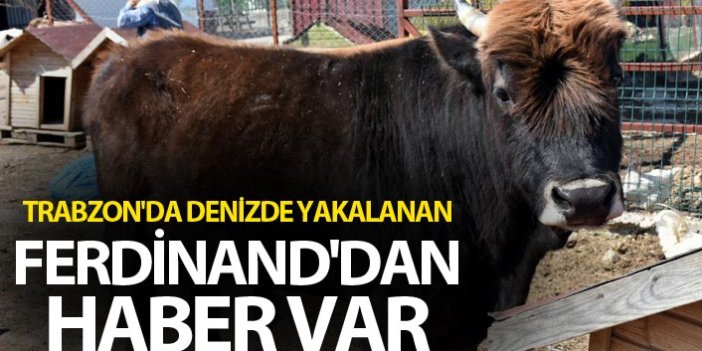 Trabzon'da denizde yakalanan Ferdinand'dan haber var