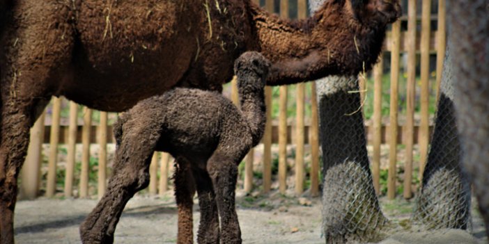 Avrupa’ nın en büyük doğal yaşam parkında doğan yavru deve, ilgi odağı oldu