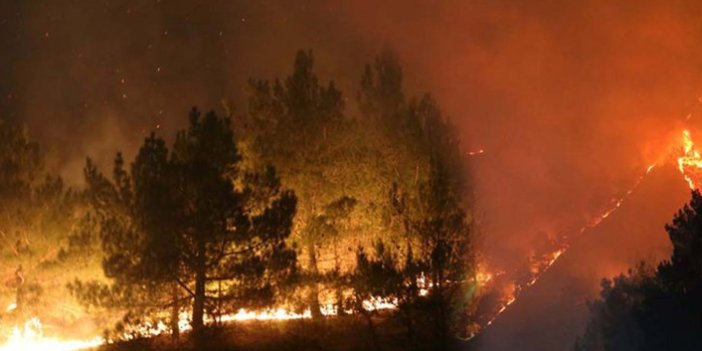 Güney Kore'de orman yangını: 478 ev yandı!