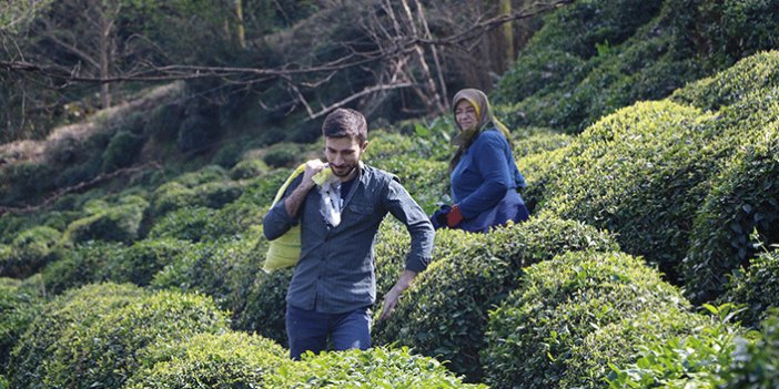 Çay üreticileri çay hasadına hazırlanıyor